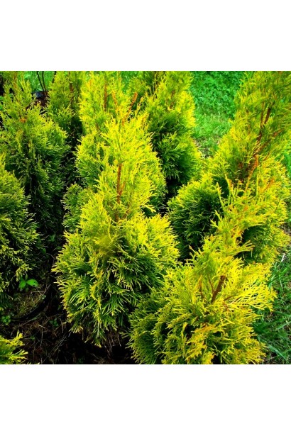 Туя західна `Голден Брабант`  в садовому центрі